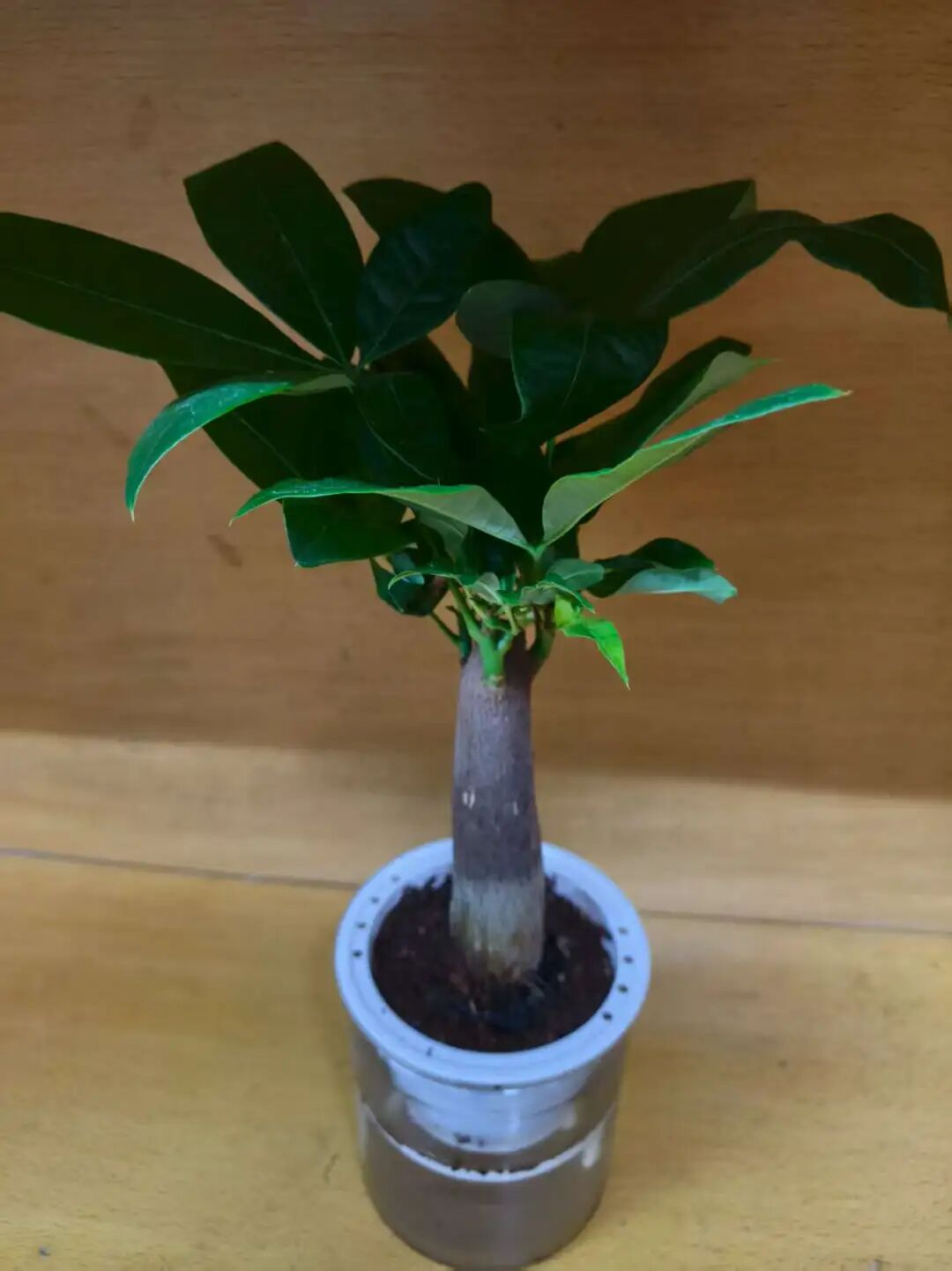 电子竞技